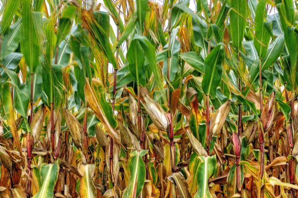 Kukuřice v letním období — Stock fotografie