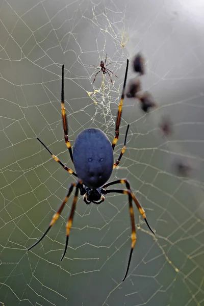 Golden orb spider — Stock Photo, Image