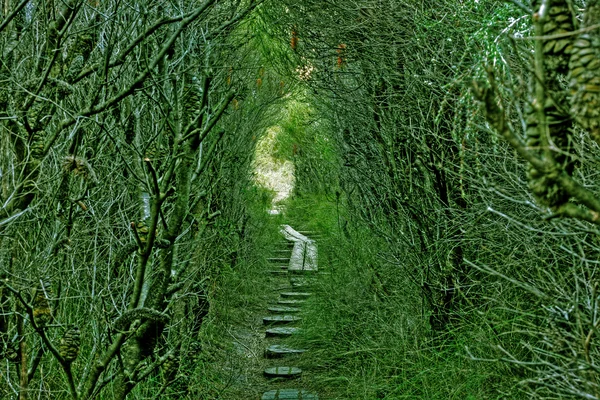 Caminho verde — Fotografia de Stock