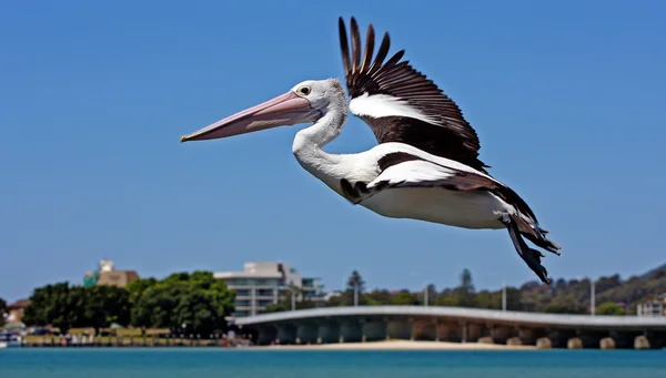 Pelican flying — Stock Photo, Image