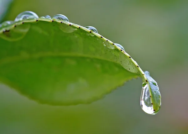 stock image Green leaf