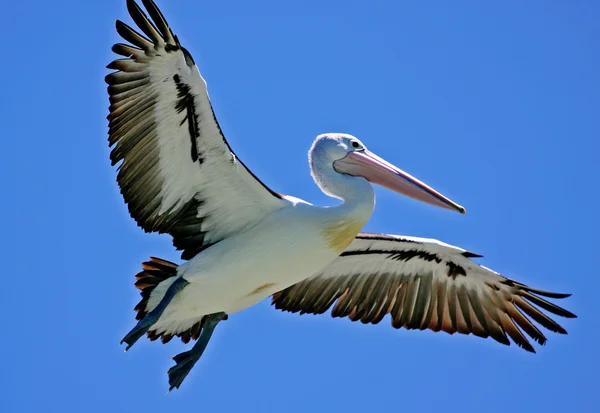 Pelikan seglar — Stockfoto