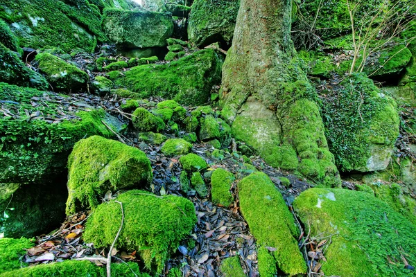 Groene pad — Stockfoto