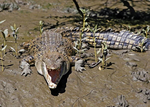 Krokodyle słonej wody — Zdjęcie stockowe