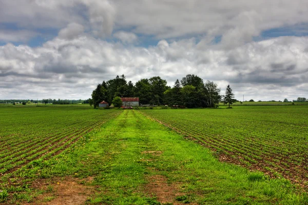 Plantaardige boerderij — Stockfoto