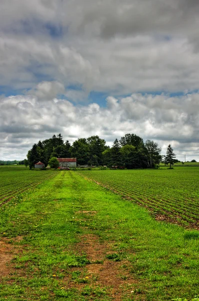 Vegetabiliska gård — Stockfoto
