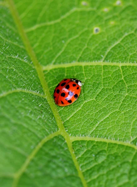 stock image Ladybird