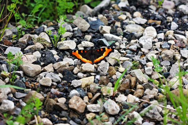 stock image Butterfly