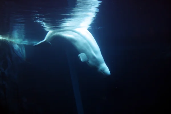 철갑 고래 — 스톡 사진