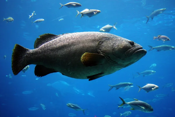 Giant grouper — Stock Photo, Image