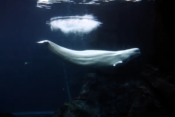 Beluga walvis — Stockfoto