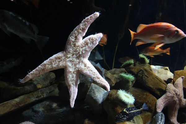Красочные морские звезды — стоковое фото