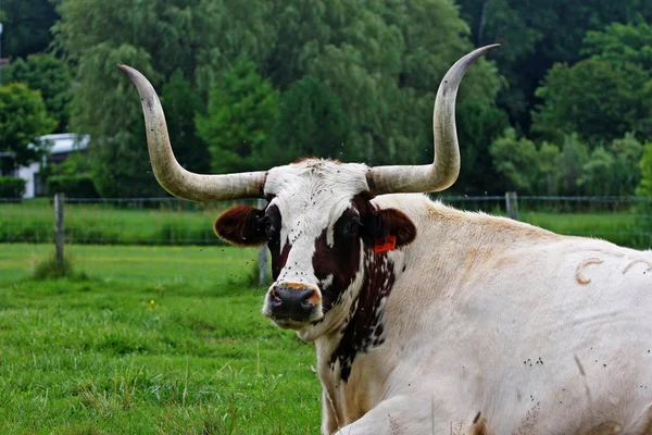 Stier met grote hoorns — Stockfoto