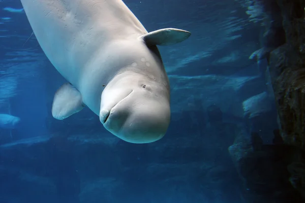 Mother and calf — Stock Photo, Image