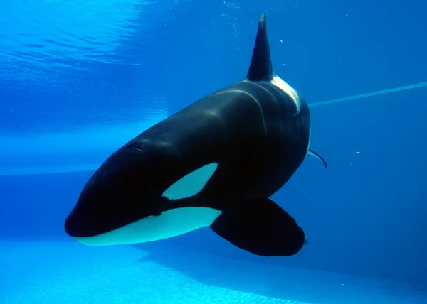 Katil balina — Stok fotoğraf