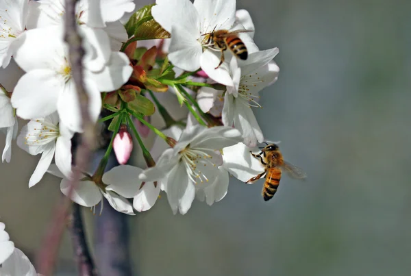 stock image Bumble bee