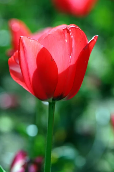 Fechar de uma tulipa — Fotografia de Stock