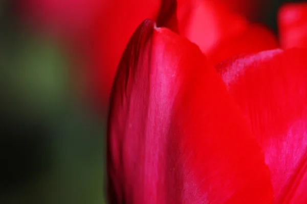 Fecho da tulipa — Fotografia de Stock