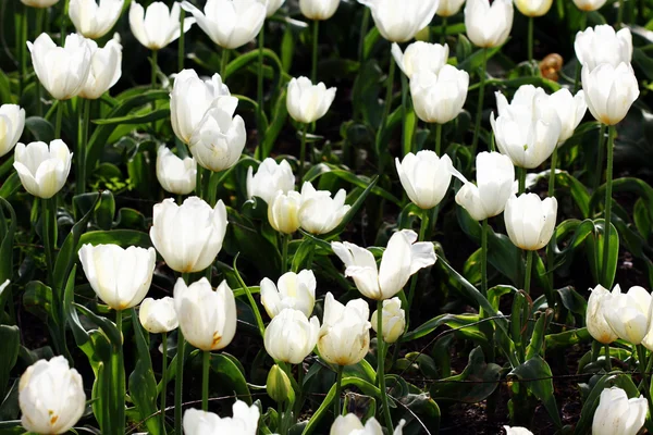 stock image White flower