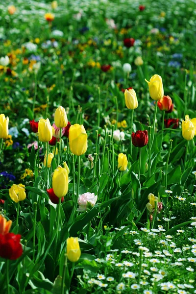 Colorido jardín — Foto de Stock