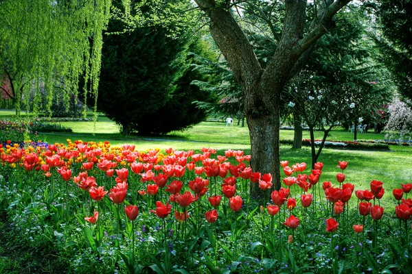 stock image Colorful garden