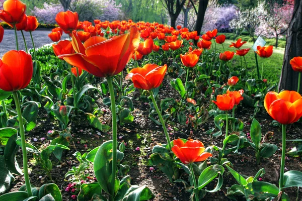 Colorido jardín — Foto de Stock