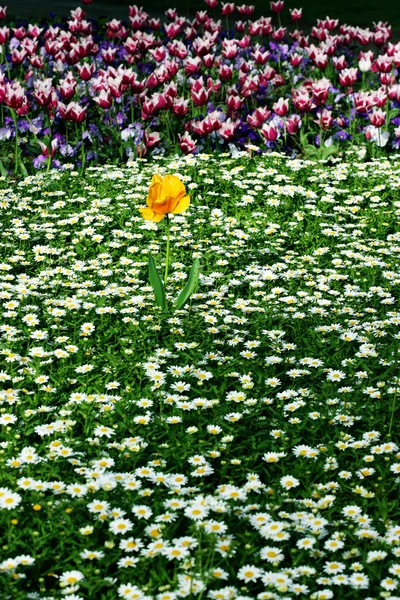 Kolorowy ogród — Zdjęcie stockowe
