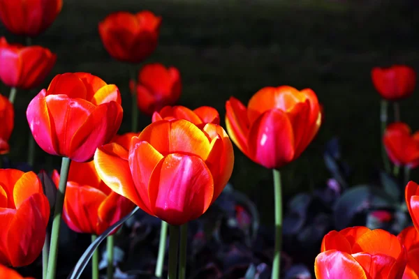 Primer plano del tulipán — Foto de Stock