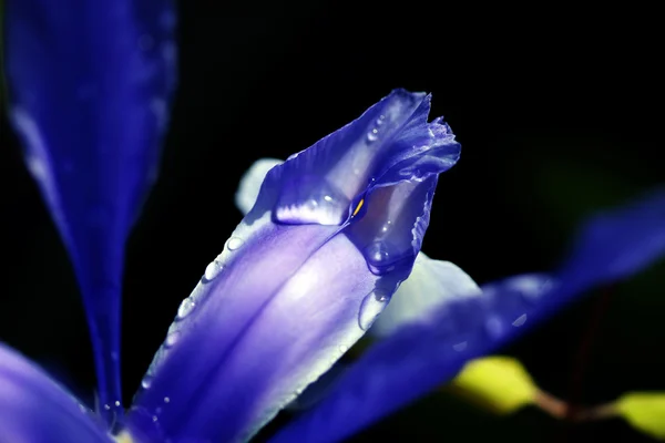 Tulipe violette — Photo
