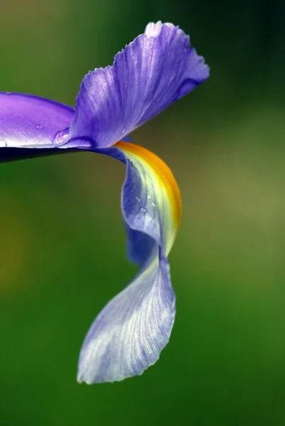Closeup of a iris — Stock Photo, Image