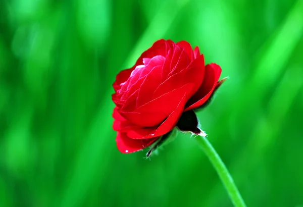 Tulip closeup — Stock Photo, Image