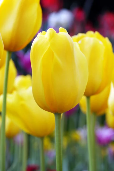 Tulip closeup — Stock Photo, Image