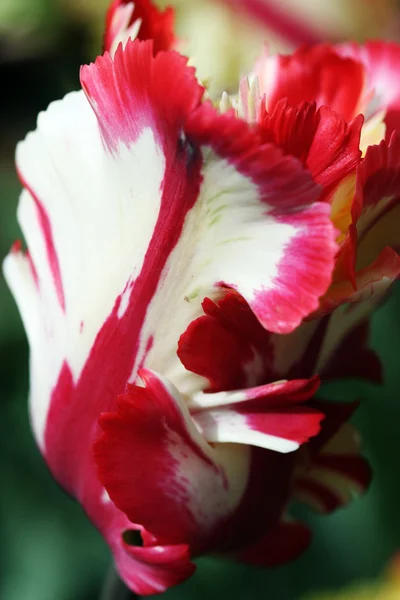 Tulipán closeup — Stock fotografie