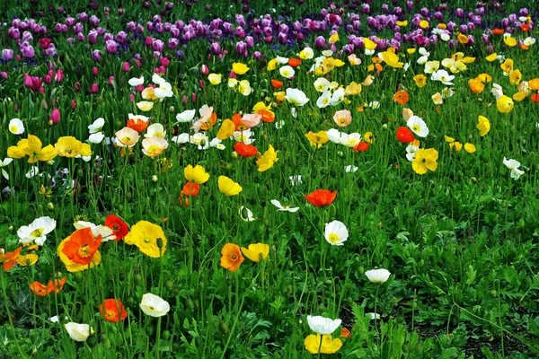 Colorful garden — Stock Photo, Image