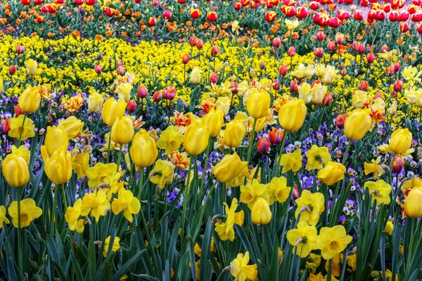 Cama de tulipanes amarillos — Foto de Stock