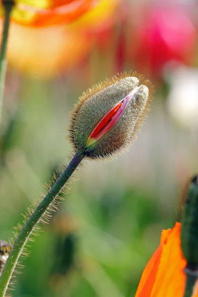 Tulip bud — Stock Photo, Image