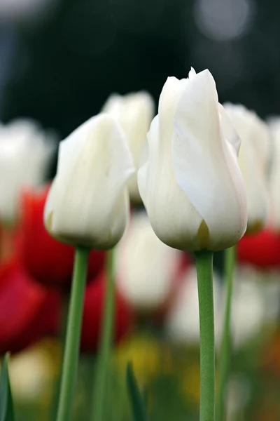 Gema de tulipa — Fotografia de Stock