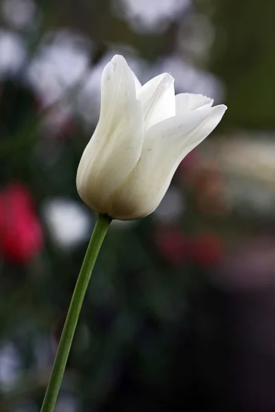 Tulip bud — Stock Photo, Image