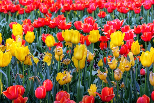 Flowers in springtime — Stock Photo, Image