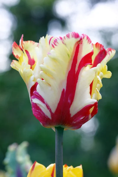 stock image Colorful flowers