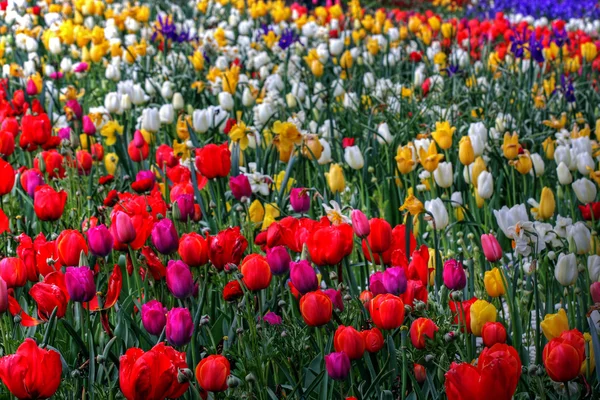 Virágok tavasszal — Stock Fotó