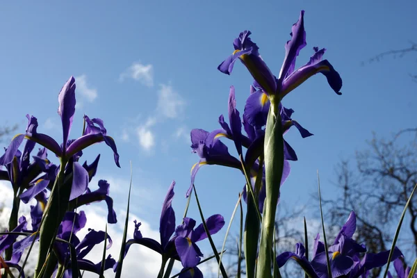 Deep blue iris — Stock Photo, Image