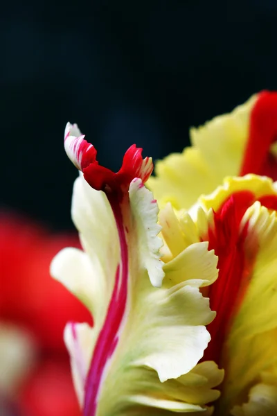 Closeup of a tulip — Stock Photo, Image