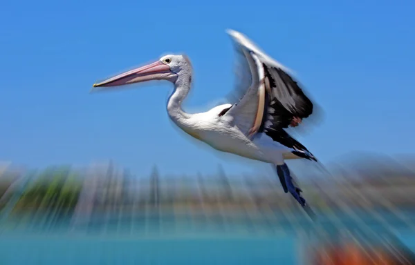 Voador pelicano — Fotografia de Stock