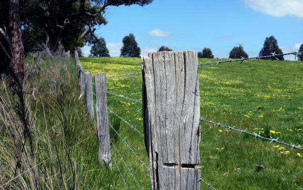 Pradera verde — Foto de Stock