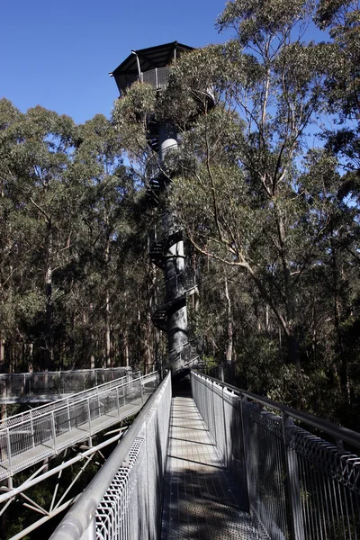 Árvore andar superior — Fotografia de Stock