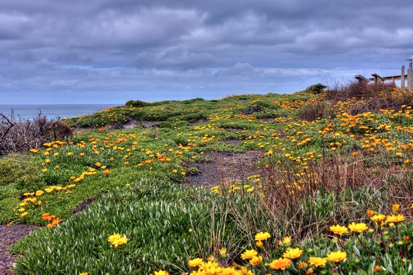 Kıyı vista — Stok fotoğraf