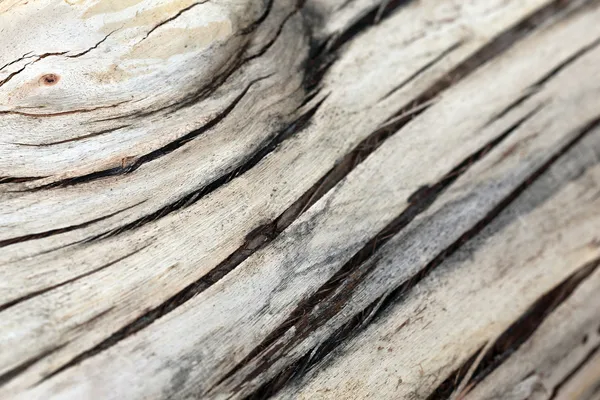 Древесная кора — стоковое фото