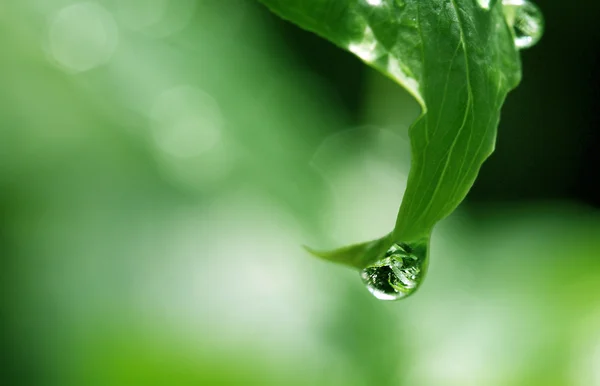 stock image Green leaf