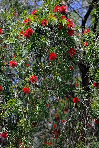 Bottelbrush tree — Stock Photo, Image